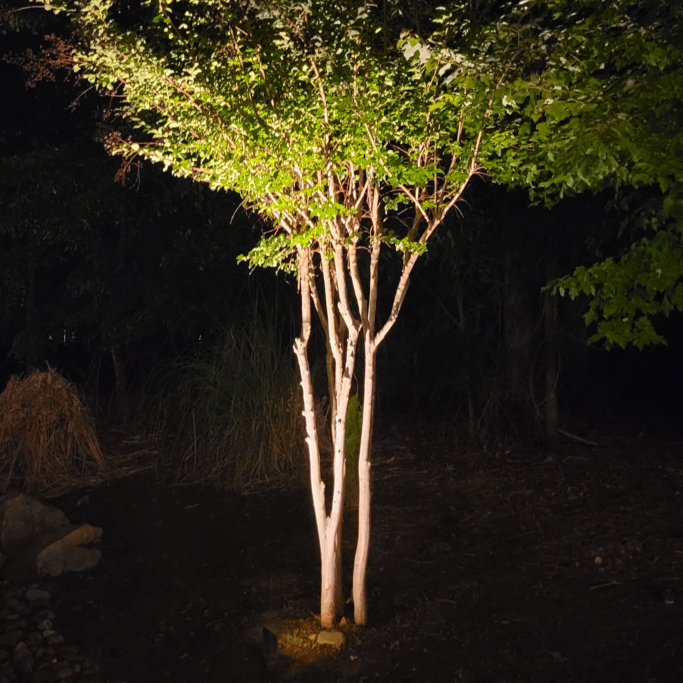Path Light Flowers